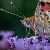 Insects